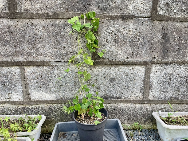 鉢植え