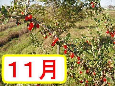 メデタシ種苗 | 枸杞（くこ）の栽培方法と苗をお届け